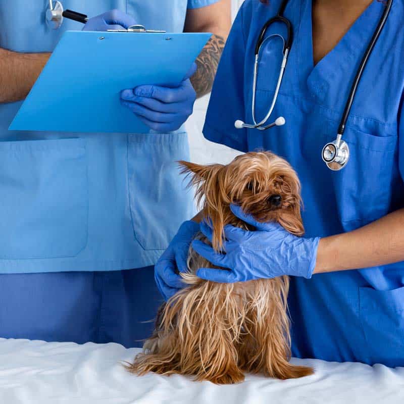 Pawsitive Animal Hospital Veterinary Services
