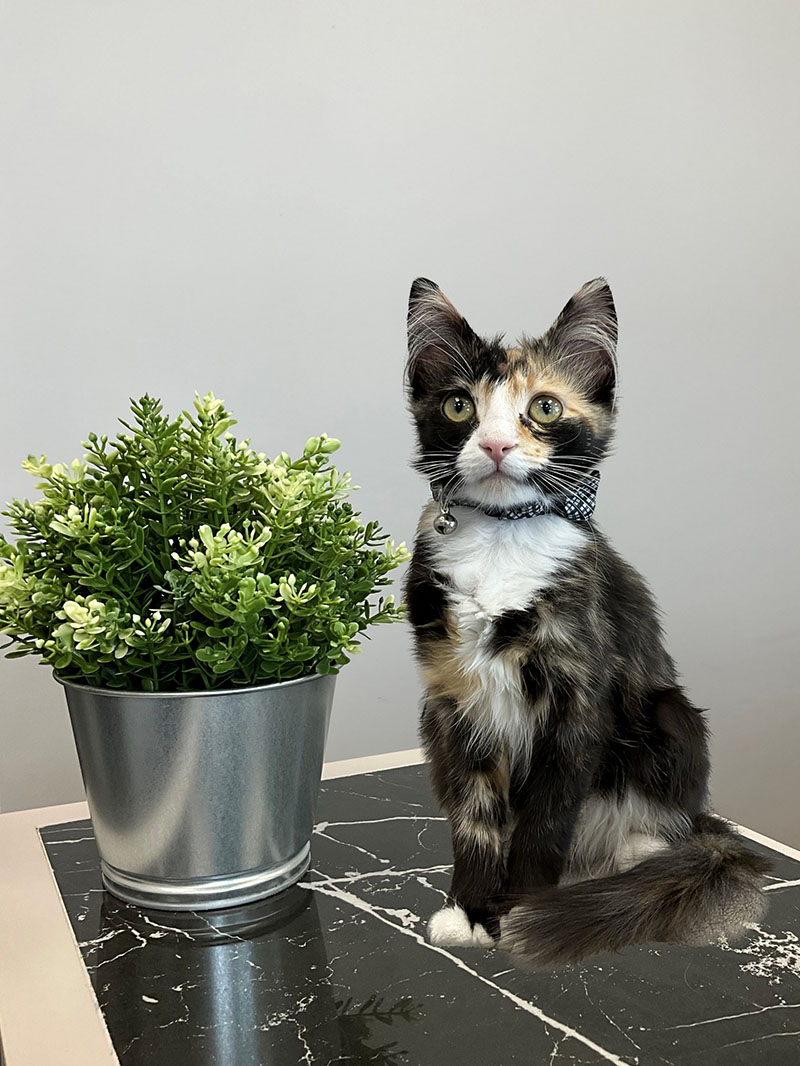 Willow- Vet Clinic's Pet 
